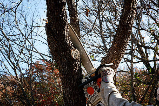 Best Tree Removal Service  in USA